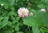 Red Clover Extract Powder