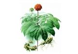 Panax Notoginseng Extract 