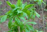 Siberian Ginseng