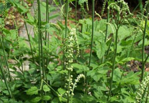 Black Cohosh Extract Powder