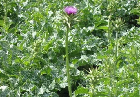 Milk Thistle Extract Powder