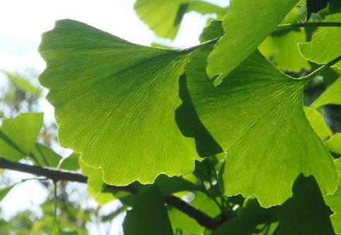 Ginkgo Biloba Extract Powder