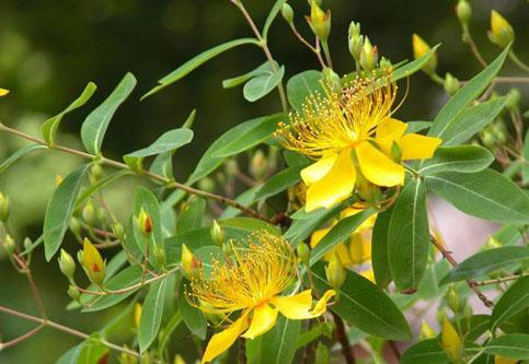 St. John’s Wort Extract Powder