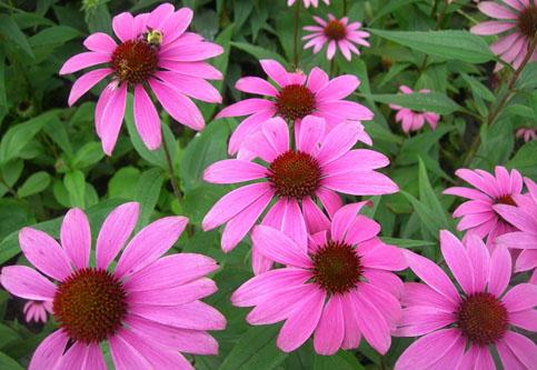 Echinacea Extract Powder