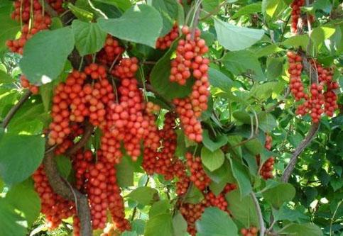 Schisandra Extract Powder