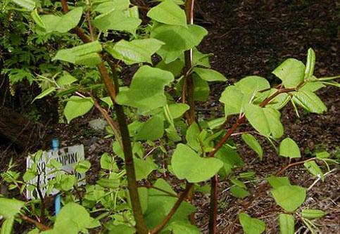 Giant Knotweed Extract Powder