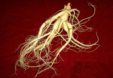 Panax Ginseng Root